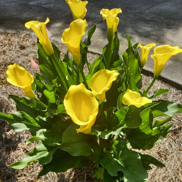 Meet your Posher, Posh - Picture 1 of 1